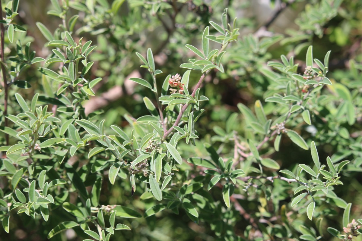 Indigofera oblongifolia Forssk.